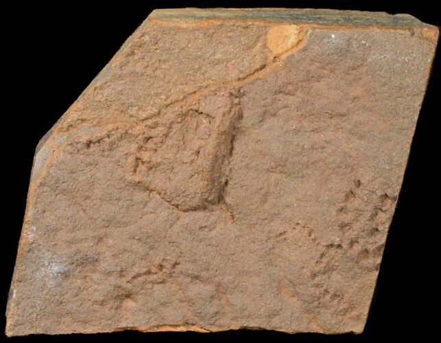 Horodyskia Fossil Slab- Oldest Known Multicellular Life #39059